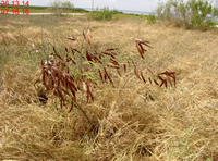 brown plant